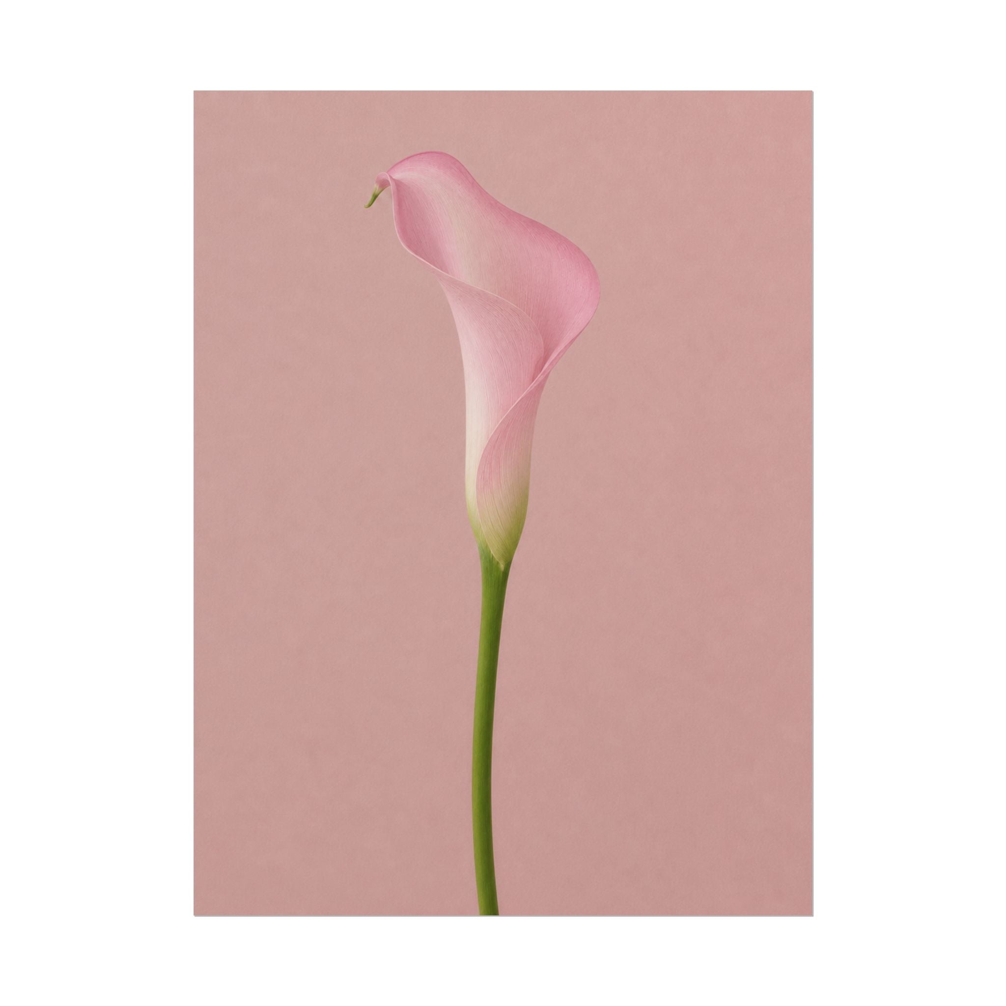 Pink Calla Lily Print