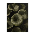 Round Leaf Botanical Print