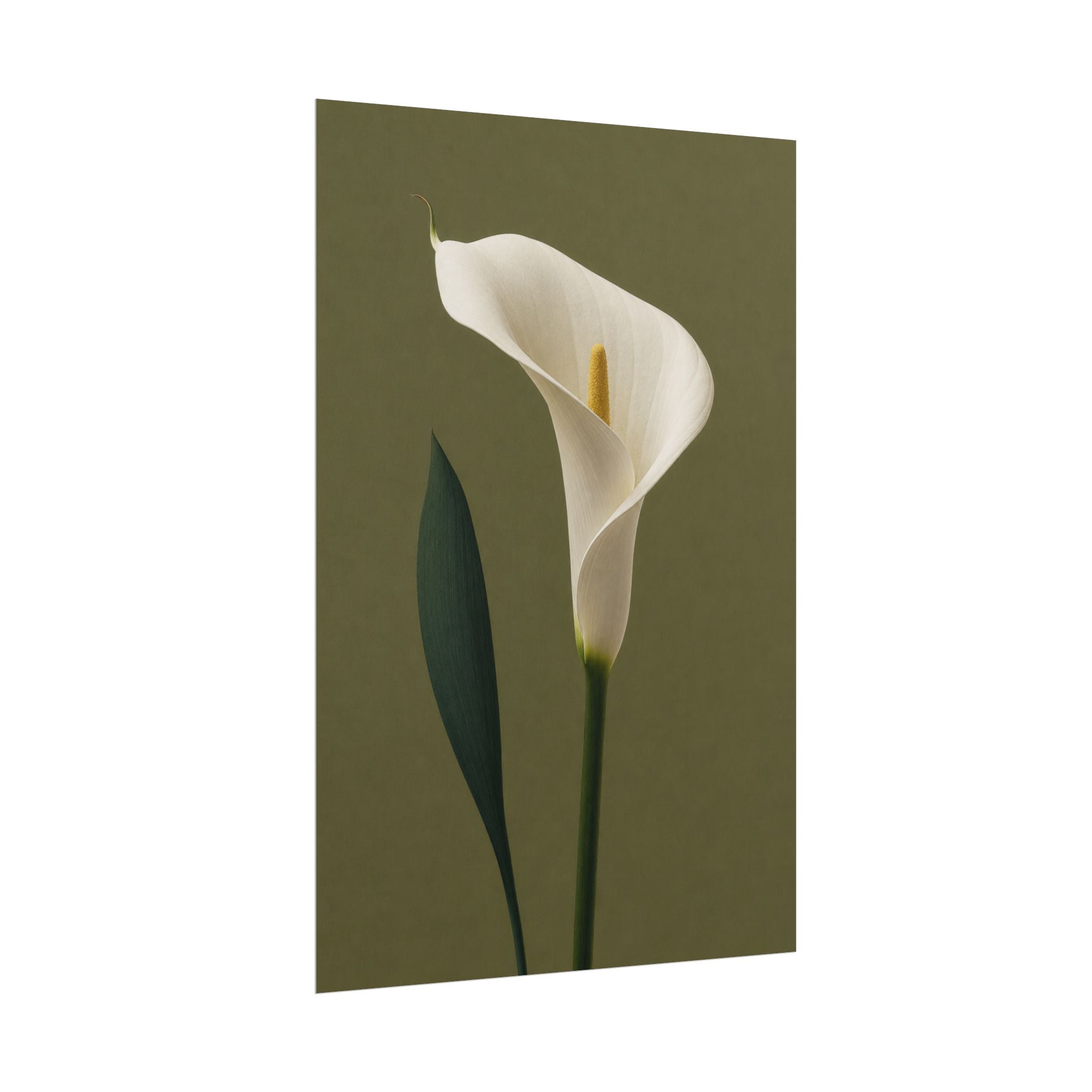 White Calla Lily Print