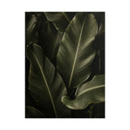 Dark Banana Leaf Print