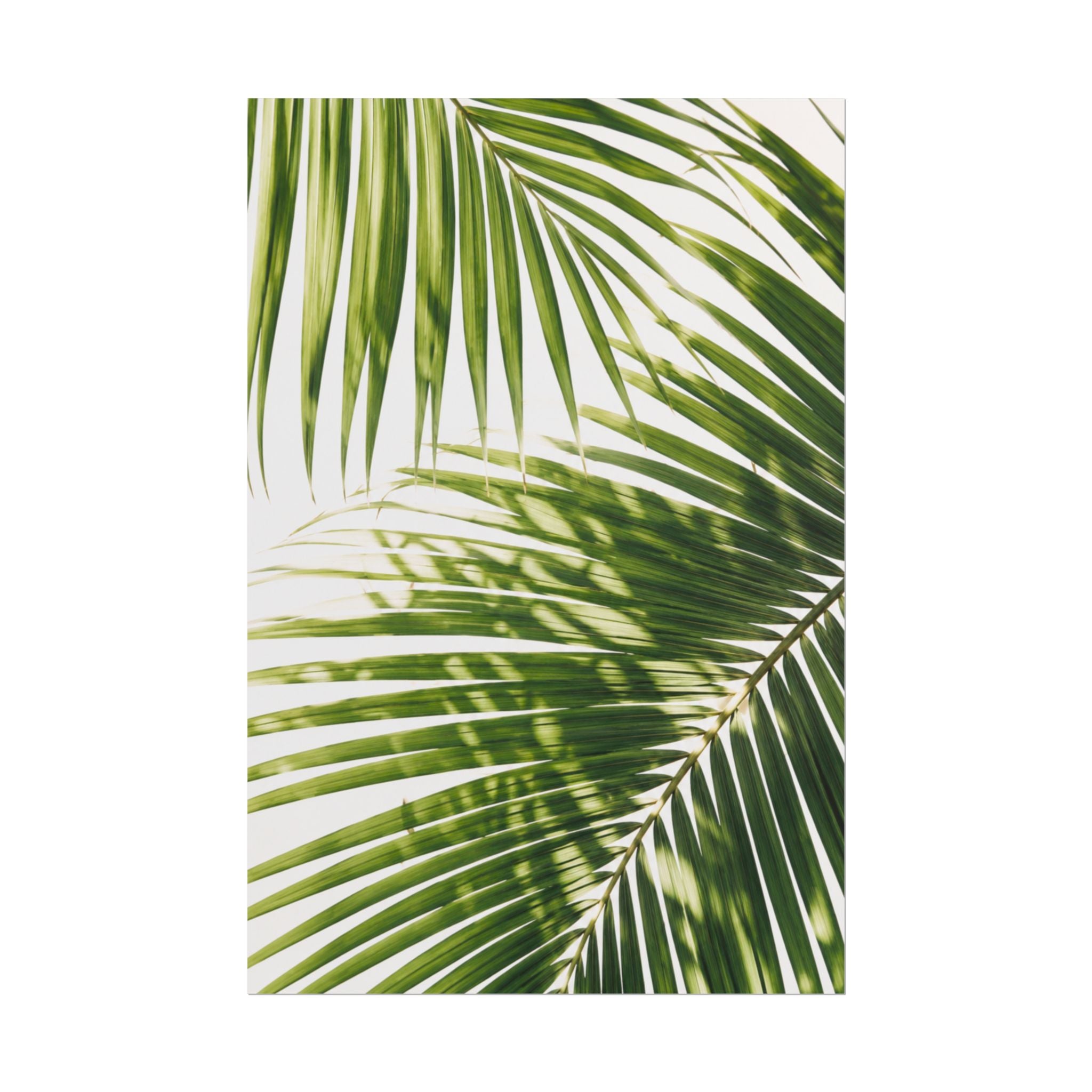 Palm Leaf Shadow Print