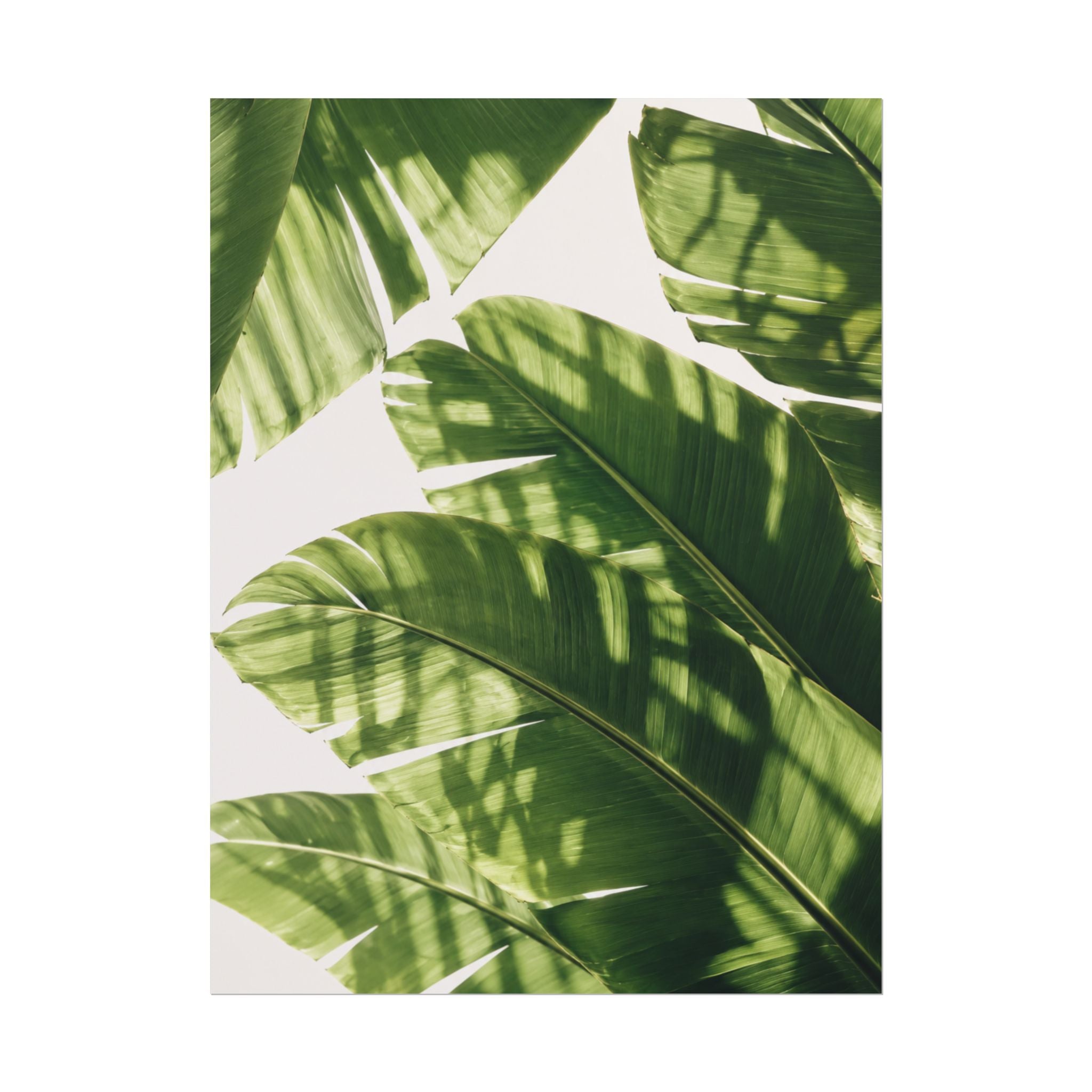 Banana Leaf Shadow Print
