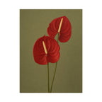Red Anthurium Print