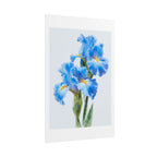 Blue Iris Watercolor Print