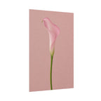 Pink Calla Lily Print