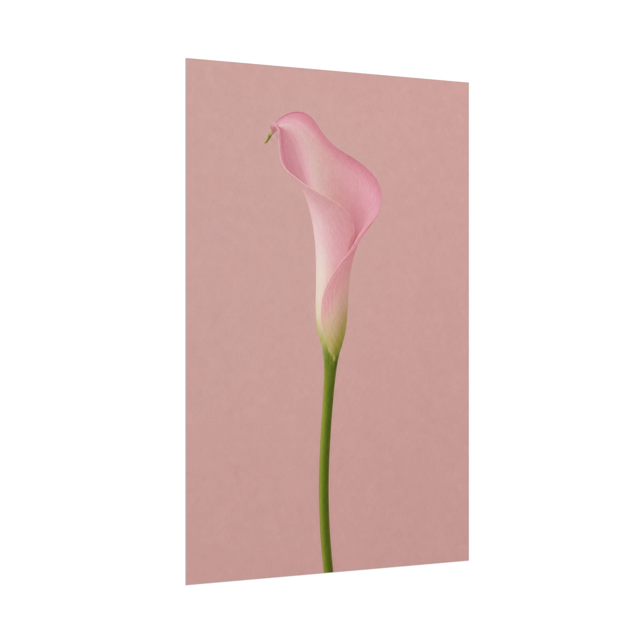 Pink Calla Lily Print